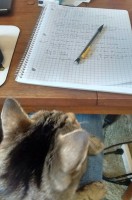 A cat stares at a math notebook